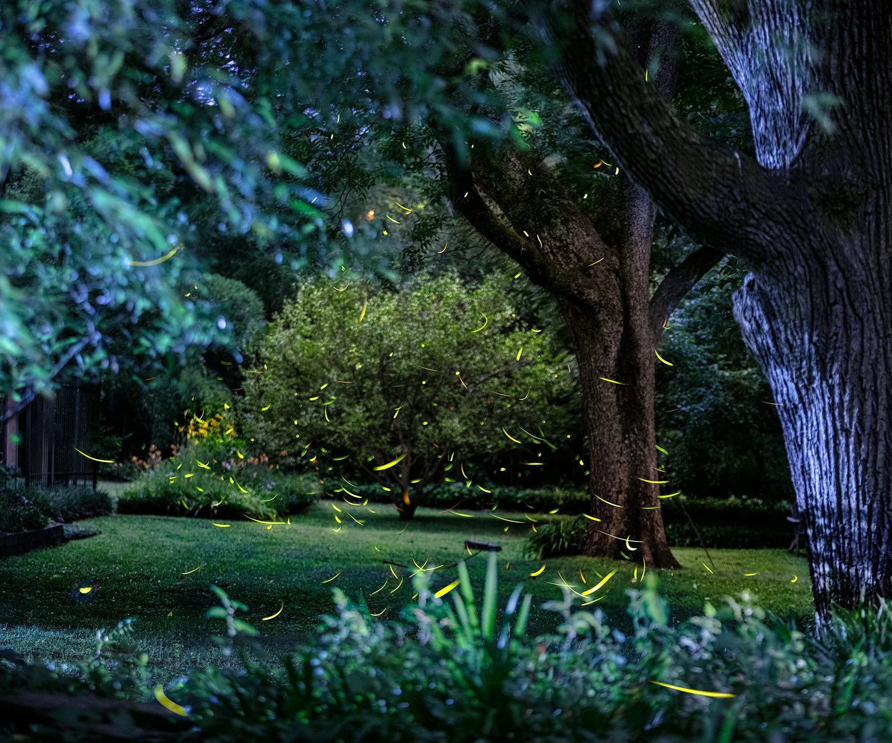 All The Fireflies Between 9:32 and 10:12, June 29 (2020)